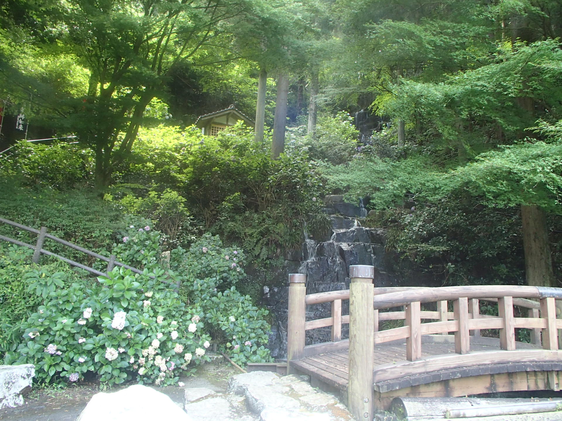 あじさい咲く小滝～（開花状況） | 津山市公式サイト