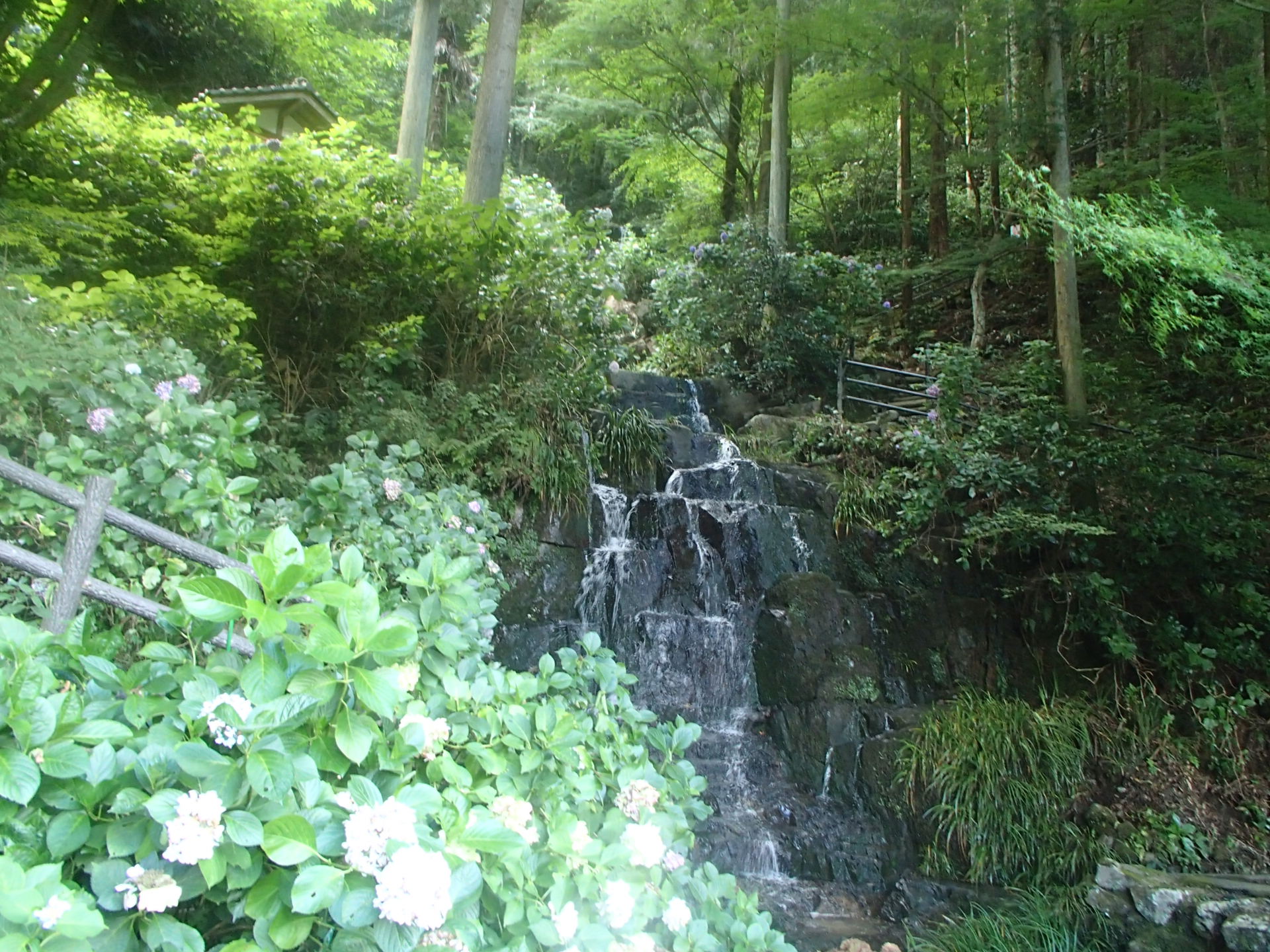 あじさい咲く小滝～（開花状況） | 津山市公式サイト