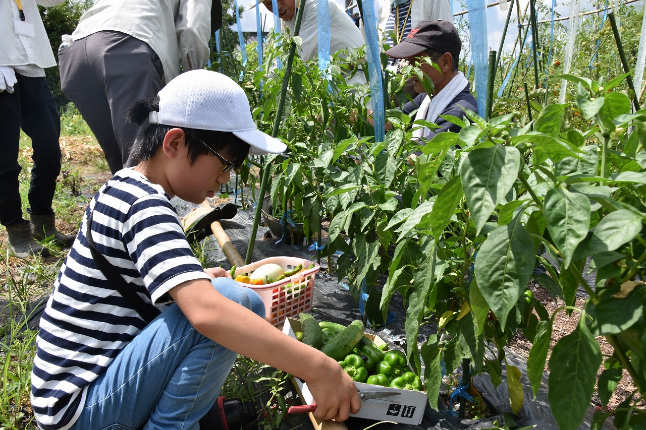 野菜の収穫などの様子