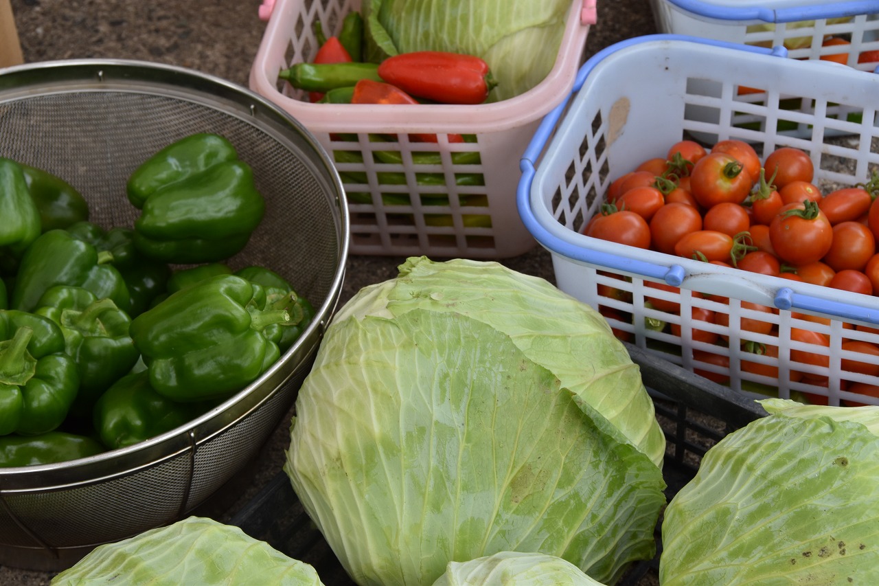 収穫した野菜