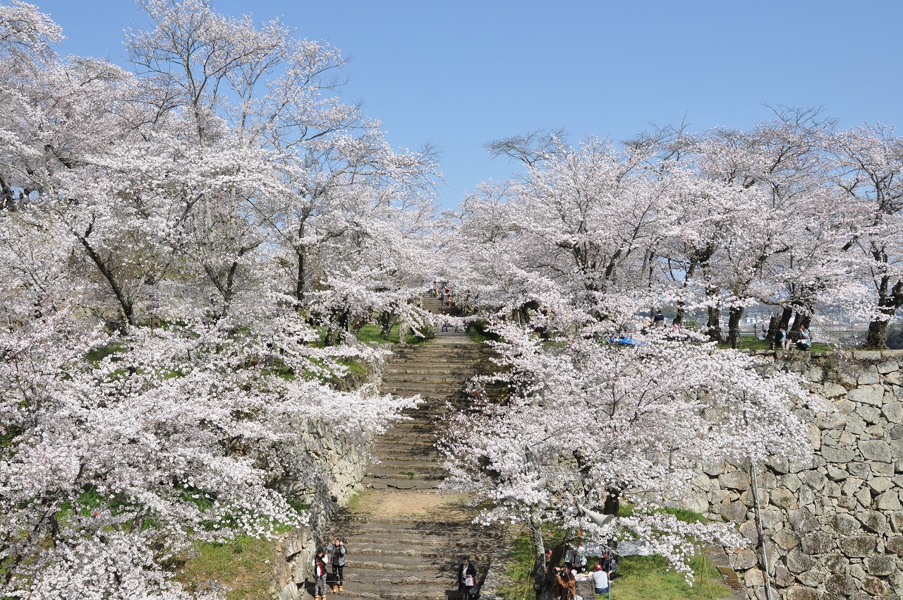 鶴山公園の桜の写真