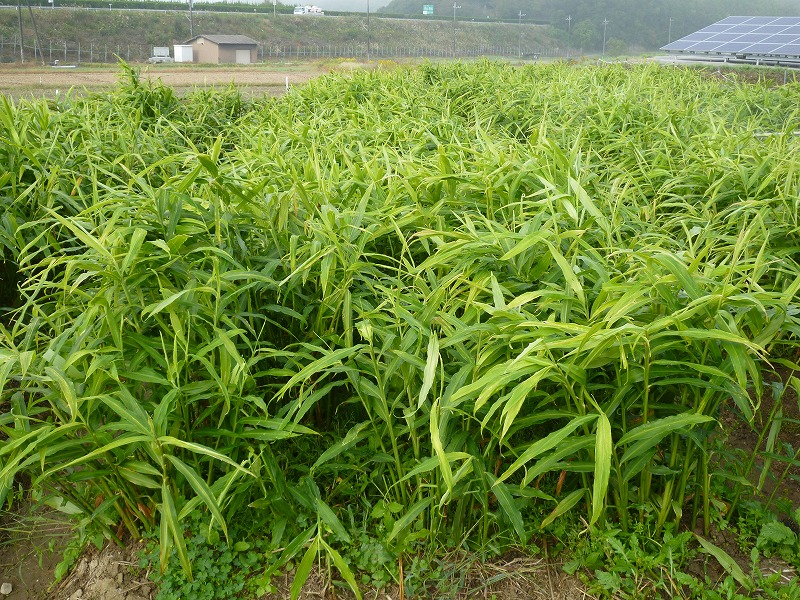 収穫2