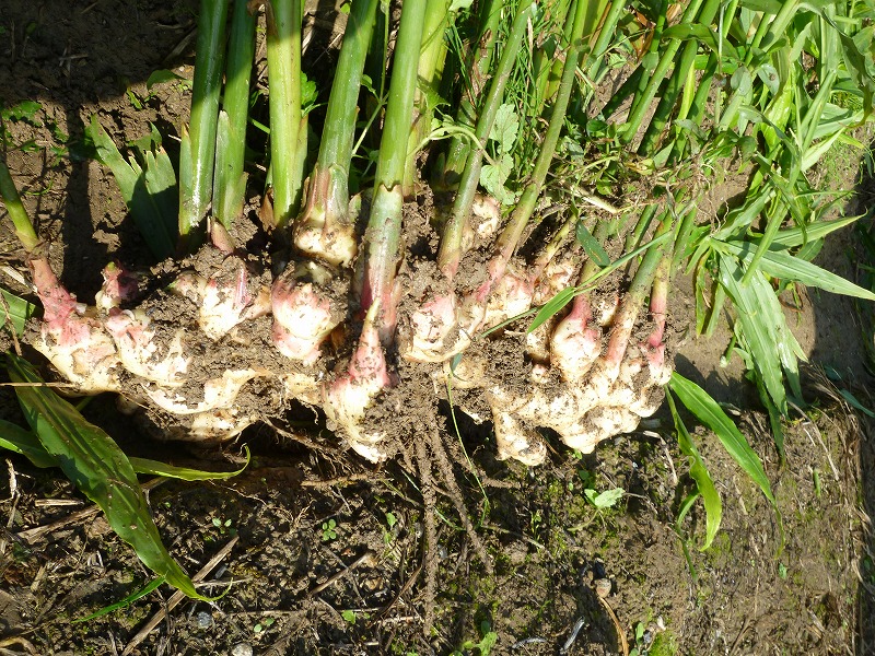 収穫3