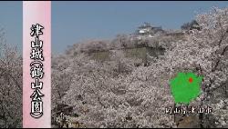 おかやまの桜　津山城（鶴山公園）の動画